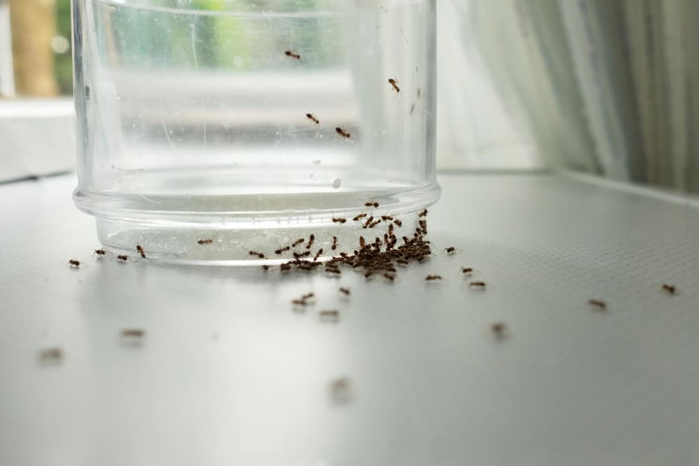 Come eliminare un formicaio in casa: consigli utili e strategie efficaci